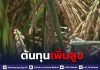 ชาวนาชัยนาทได้รับผลก