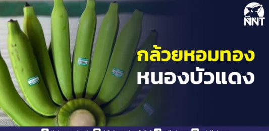 “กล้วยหอมทองหนองบัวแดง” พืชเศรษฐกิจจากจังหวัดชัยภูมิ อีกหนึ่งซอฟต์พาวเวอร์ไทย สร้างชื่อเสียง สร้างรายได้